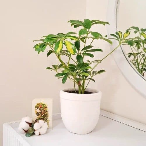 چطور گیاهان گلدار مانند میخک ژاپنی را برای فضای داخلی خانه خود از گل‌فروشی آنلاین خریداری کنیم؟