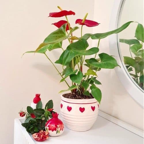 کدام گیاهان برای دکور اتاق کار و منزل مناسب هستند و از کجا می‌توان آن‌ها را خریداری کرد؟