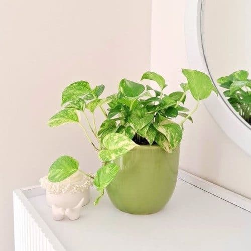 چطور گلدان و گیاه طبیعی را برای محل کار به عنوان هدیه برای رئیس ارسال کنیم؟