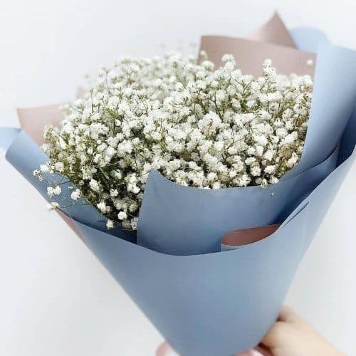 گل ژیپسوفیلیا (عروس) را با چه هزینه‌ای می‌توانم برای باکس گل بخرم؟