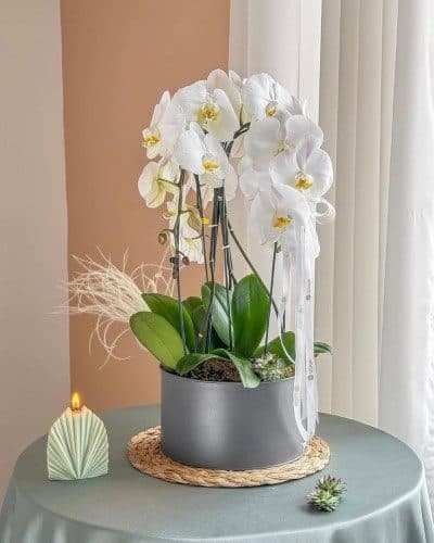 ارکیده‌های شیک به رنگ‌های ترکیبی را از کجا در کرج بخرم؟