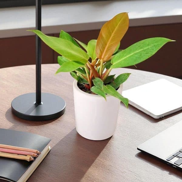 ارسال گل طبیعی برای کارخانه مینو تهران