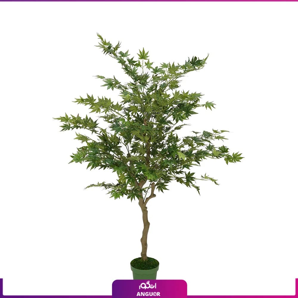 درخت افرای سبز سایز متوسط