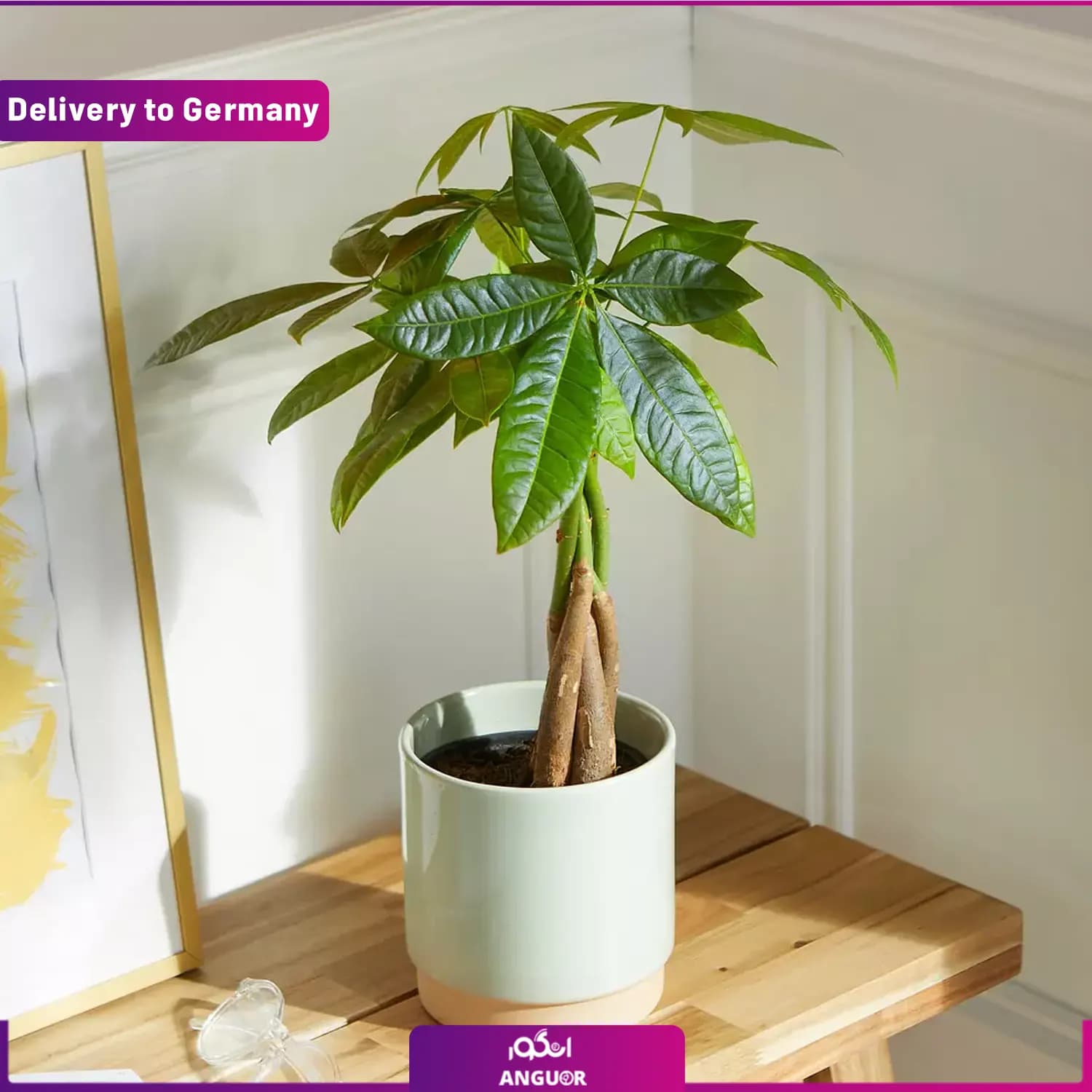 درخت هدیه Money Tree با گلدان زیبا (ارسال گل به آلمان)
