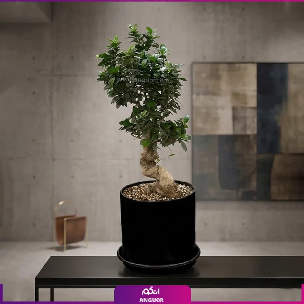 گل بونسای فیکوس رتوزا