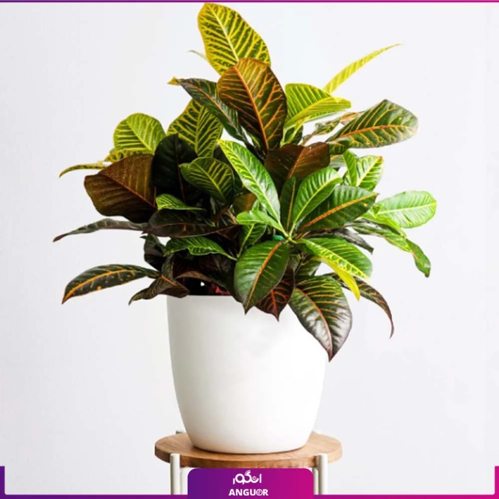 گل کروتون گورخری