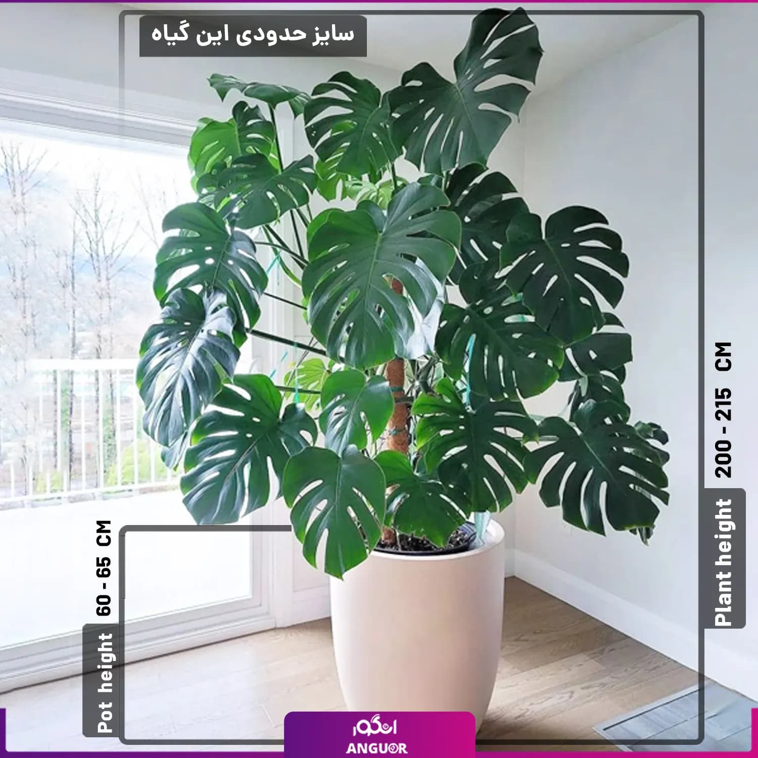 گیاه گلدانی برگ انجیری خیلی بزرگ — تصویر ۲