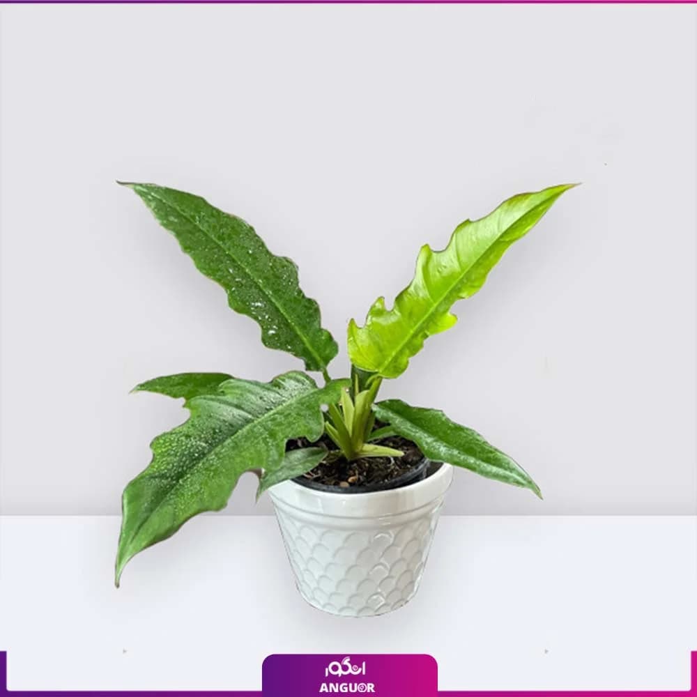 فیلودندرون کنگره‌ای
