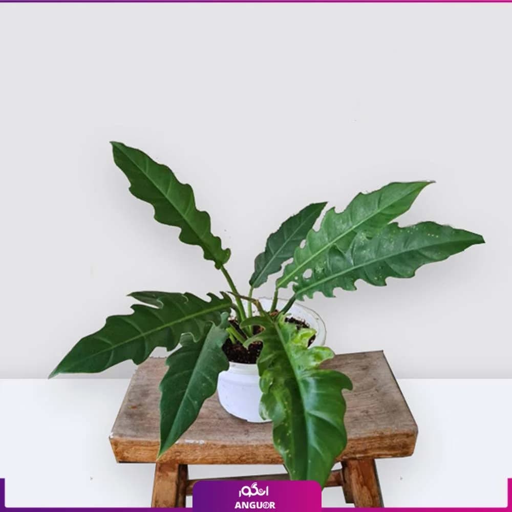 فیلودندرون کنگره ای