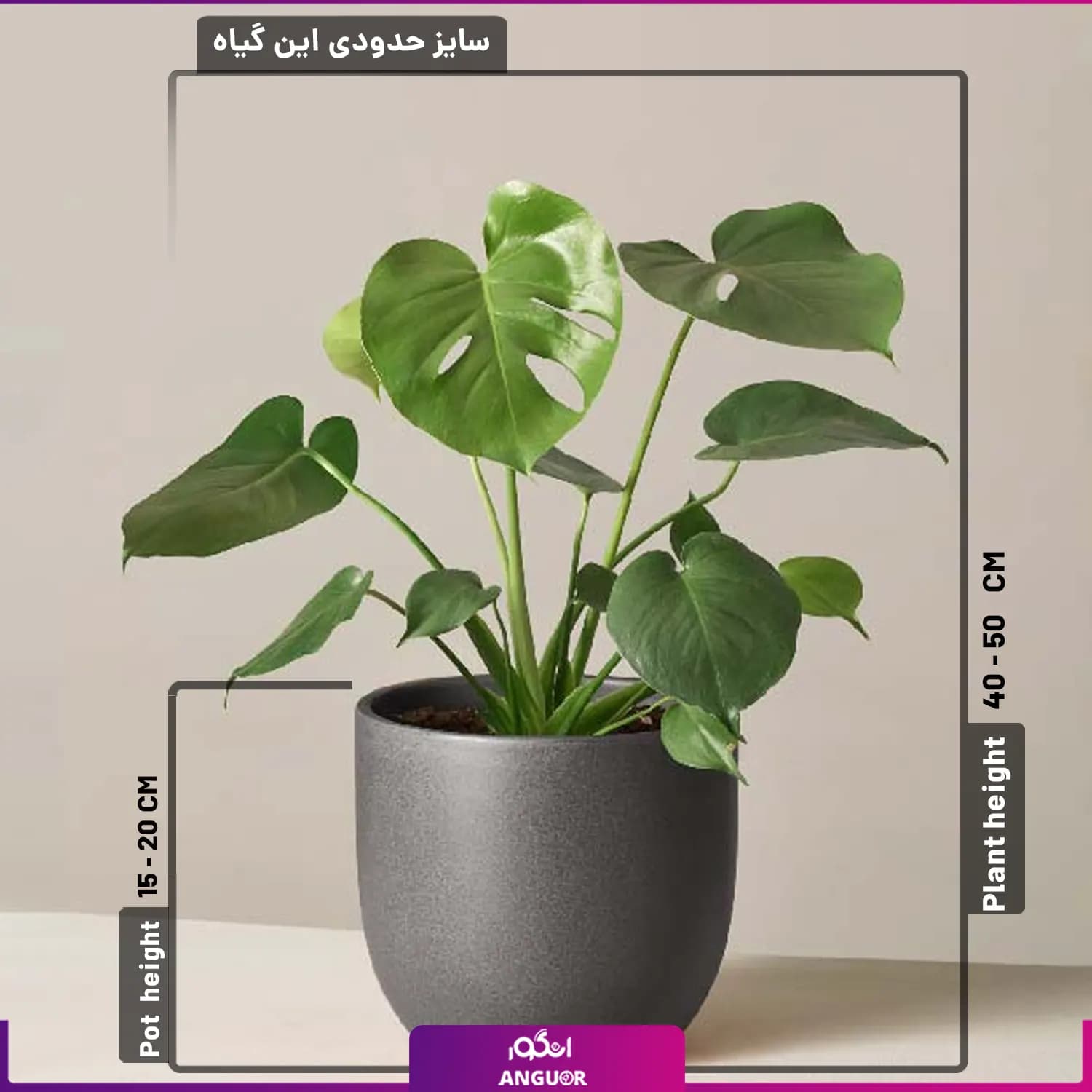 برگ انجیری کوچک — تصویر ۲