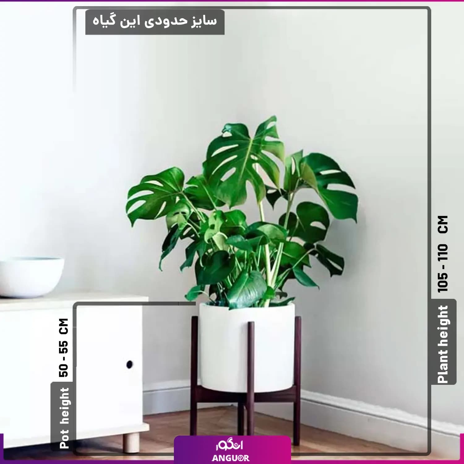گیاه برگ انجیری با گلدان پایه دار — تصویر ۲
