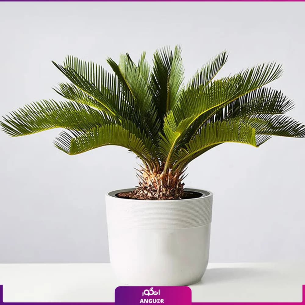 گیاه آپارتمانی نخل سیکاس