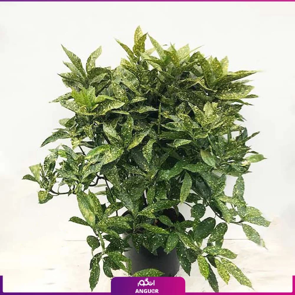 گیاه آپارتمانی آکوبا