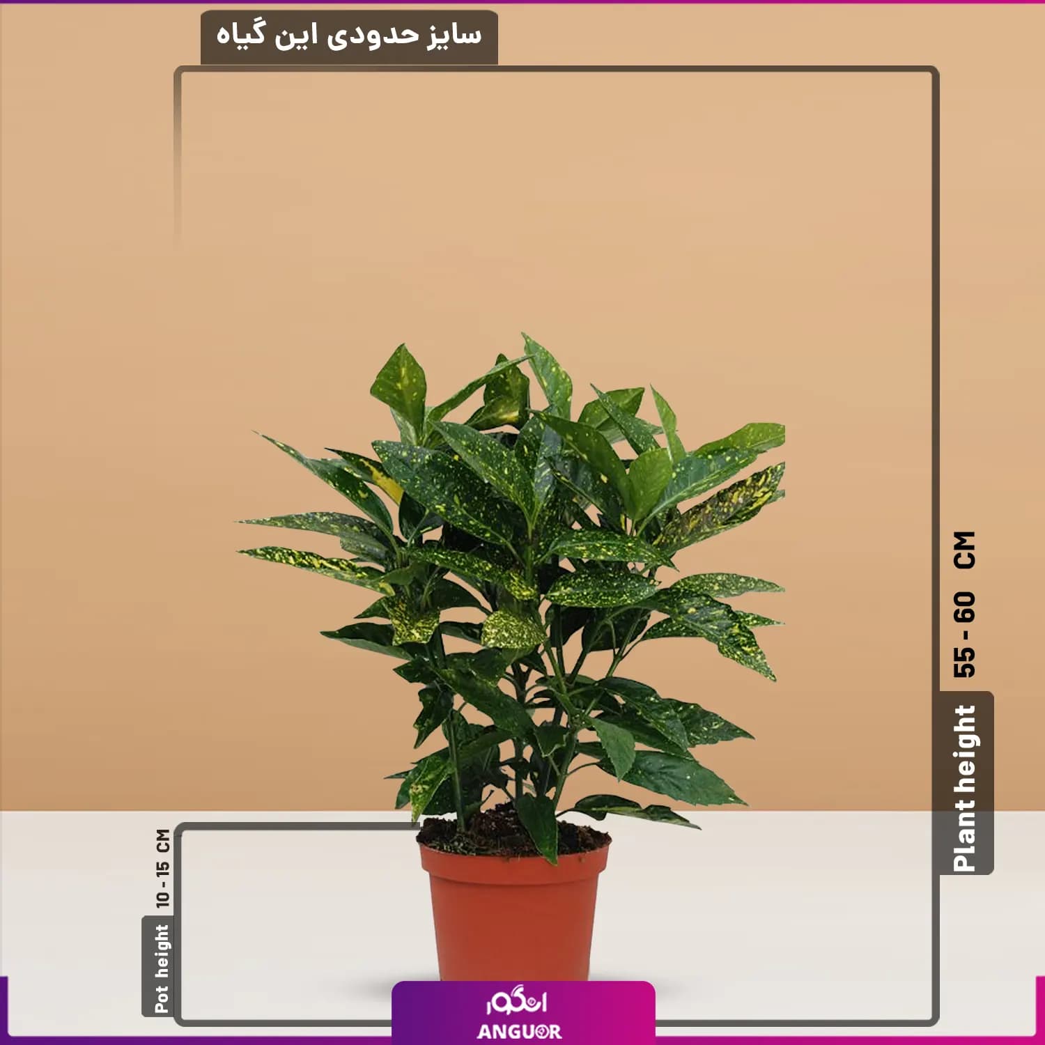 گلدان هدیه آکوبا — تصویر ۲