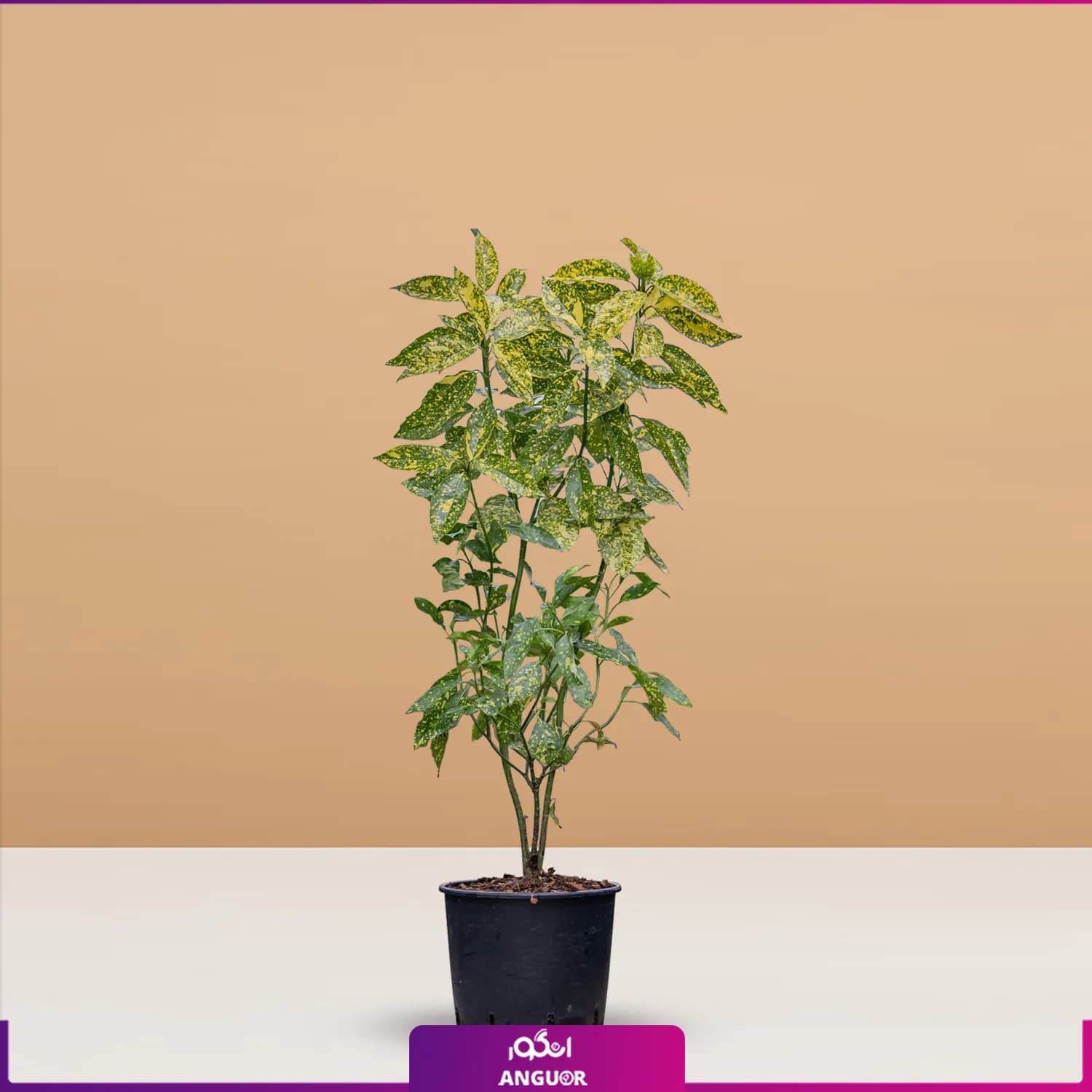 گیاه آپارتمانی آکوبا یا برگ بوی ژاپنی