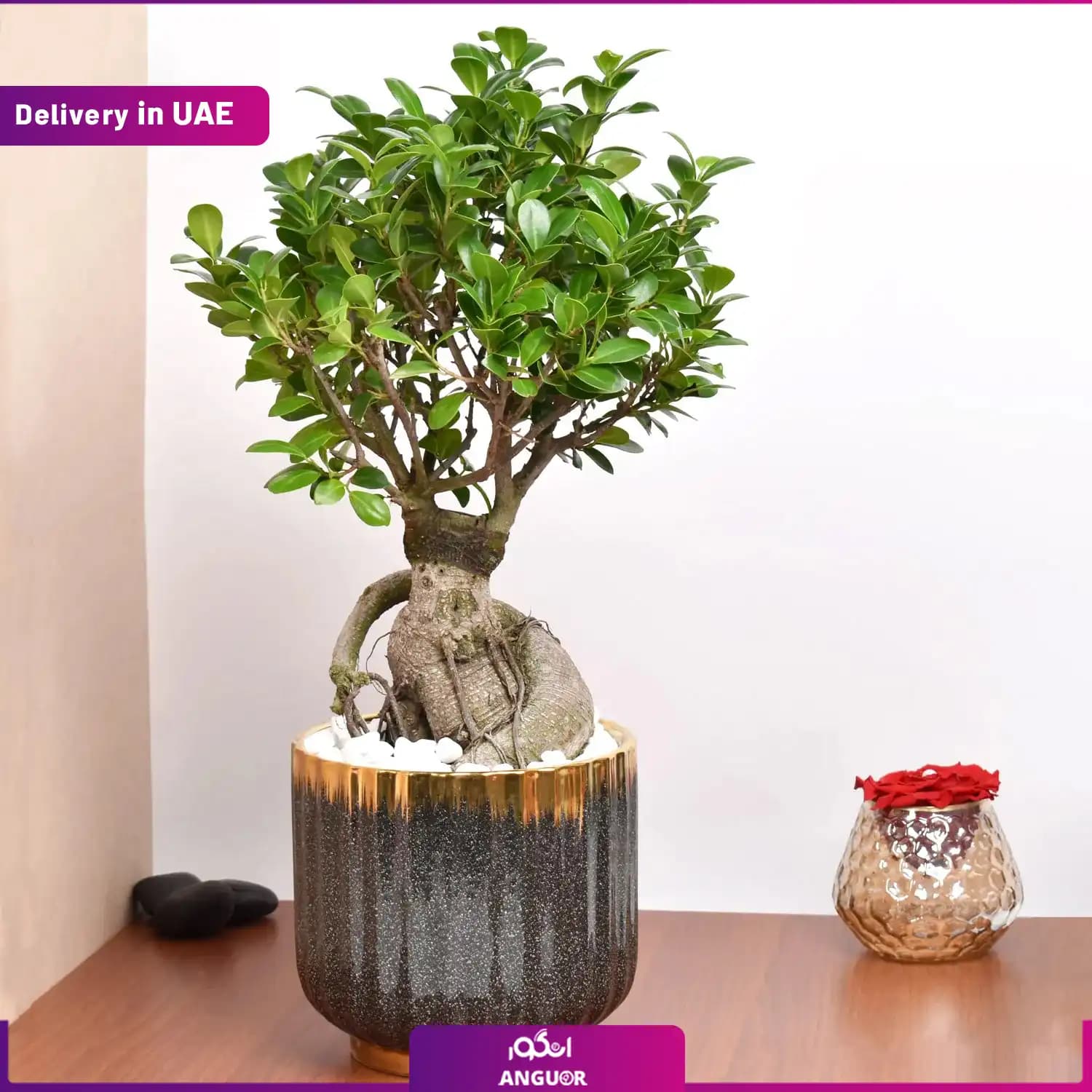 گلدان سرامیکی بونسای (امارات)