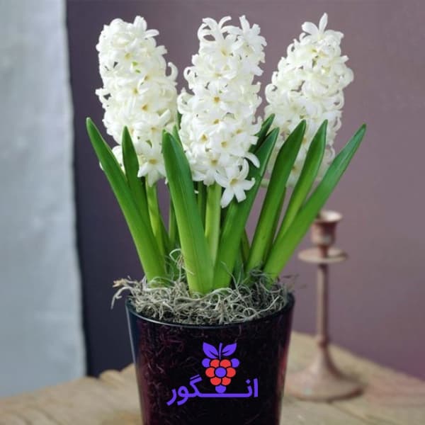 سنبل سفید برای عید نوروز 3 عددی