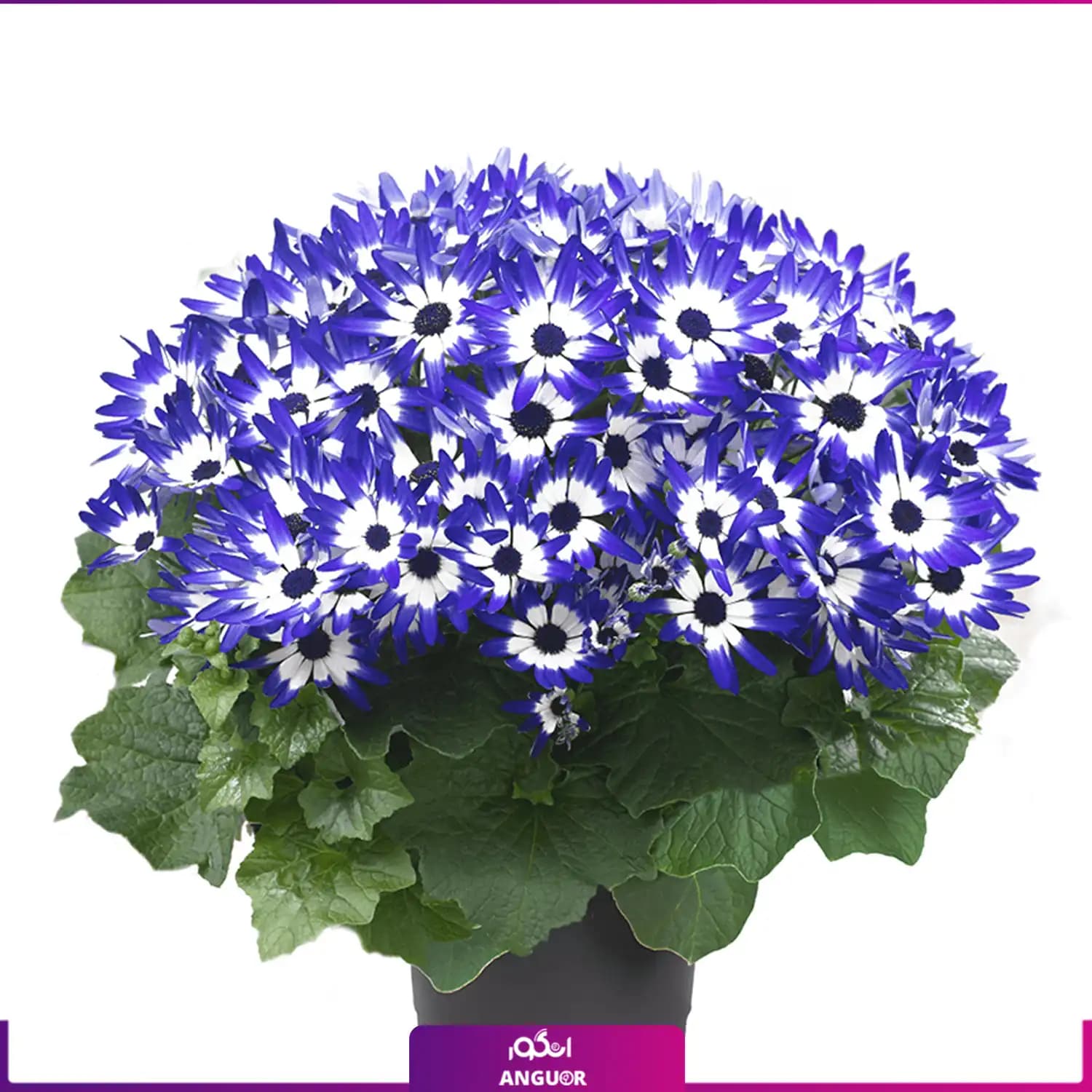 گلدان سینره دو رنگ آبی و سفید