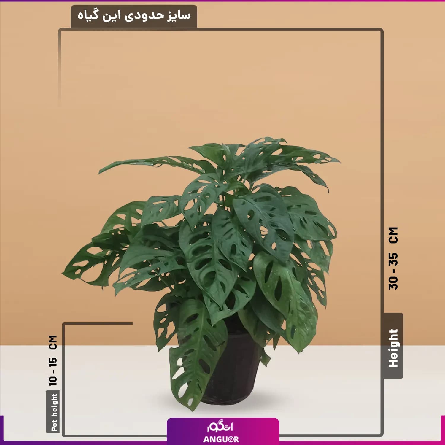 گلدان پتوس حصیری — تصویر ۲
