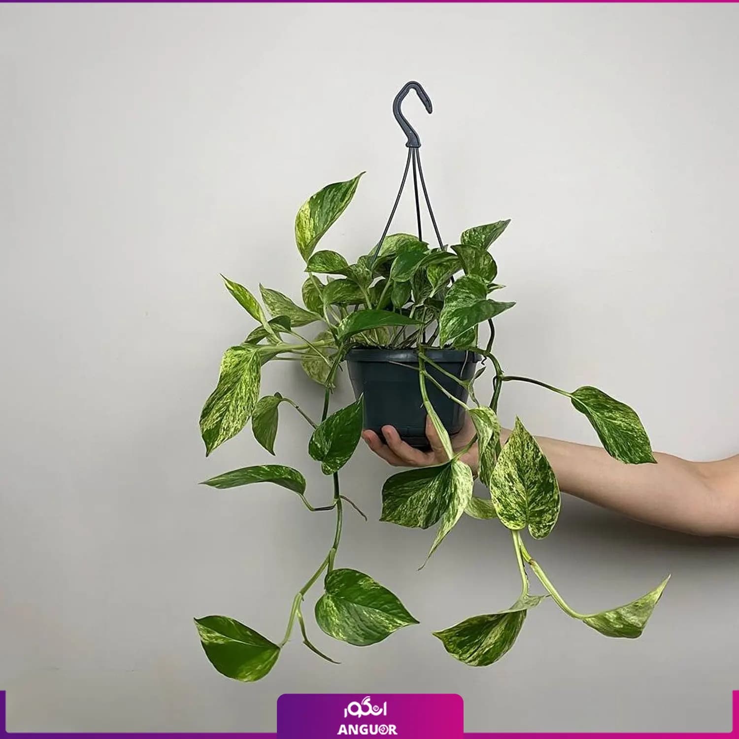 گلدان هدیه پتوس مرمر