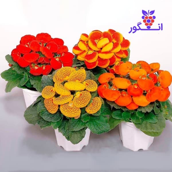 پک گل گوشواره ای در چهار رنگ