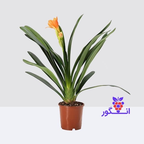 گل خورشیدی زیبا — تصویر ۲