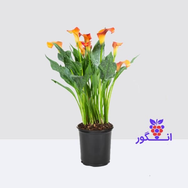 گل شیپوری یا کاله نارنجی