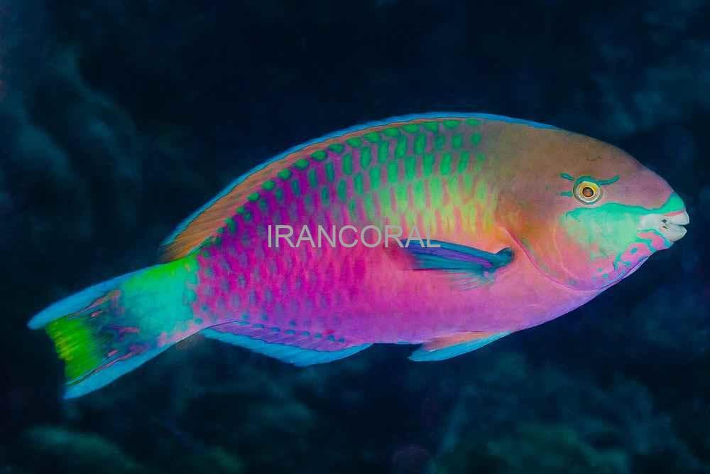 طوطی ماهی کویی — تصویر ۲