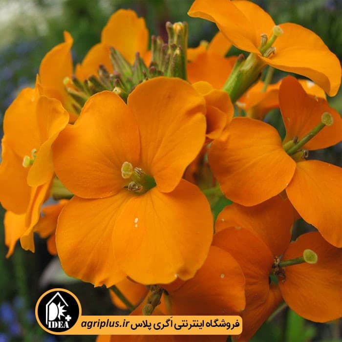 بذر گل شب بو زعفرانی بسته بندی خانگی
