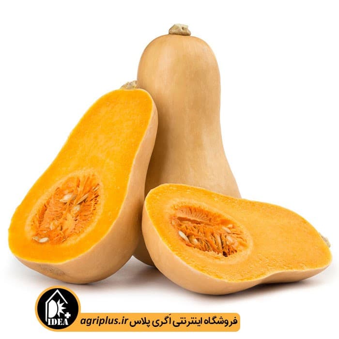 بذر کدو حلوایی بسته بندی خانگی