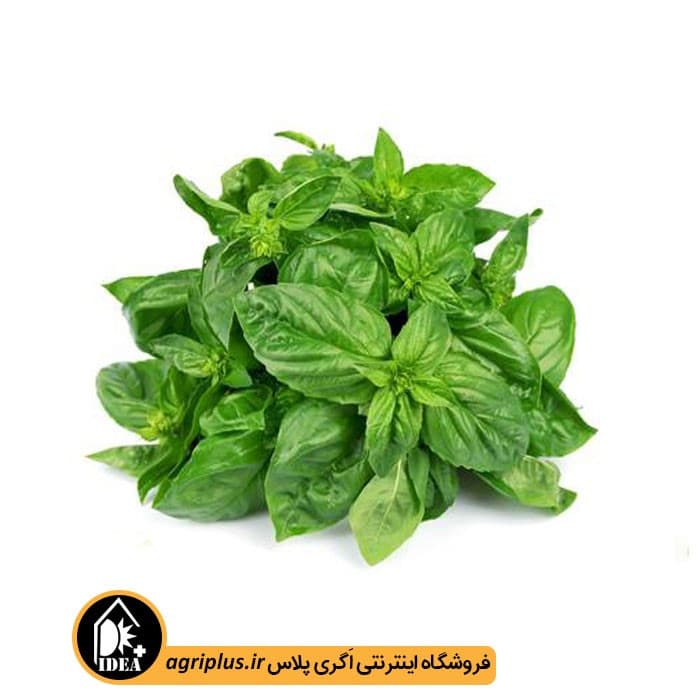 بذر ریحان سبز بسته بندی خانگی — تصویر ۳