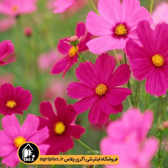 بذر گل شاه اشرفی بسته بندی خانگی