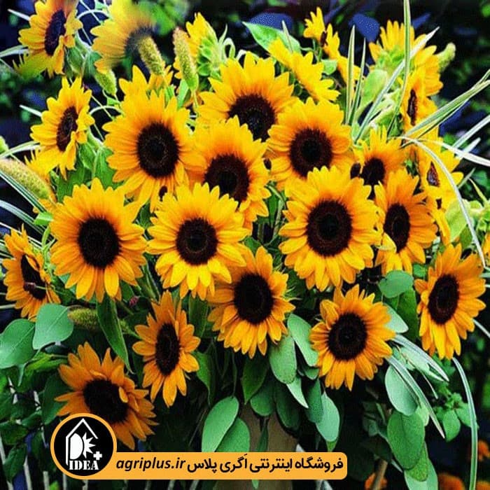 بذر گل آفتابگردان زینتی بسته بندی خانگی