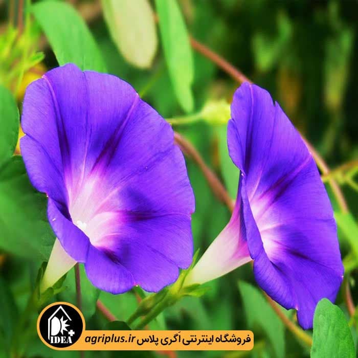 بذر گل نیلوفر بسته بندی خانگی
