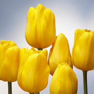 پیاز لاله هلندی رقم strong gold