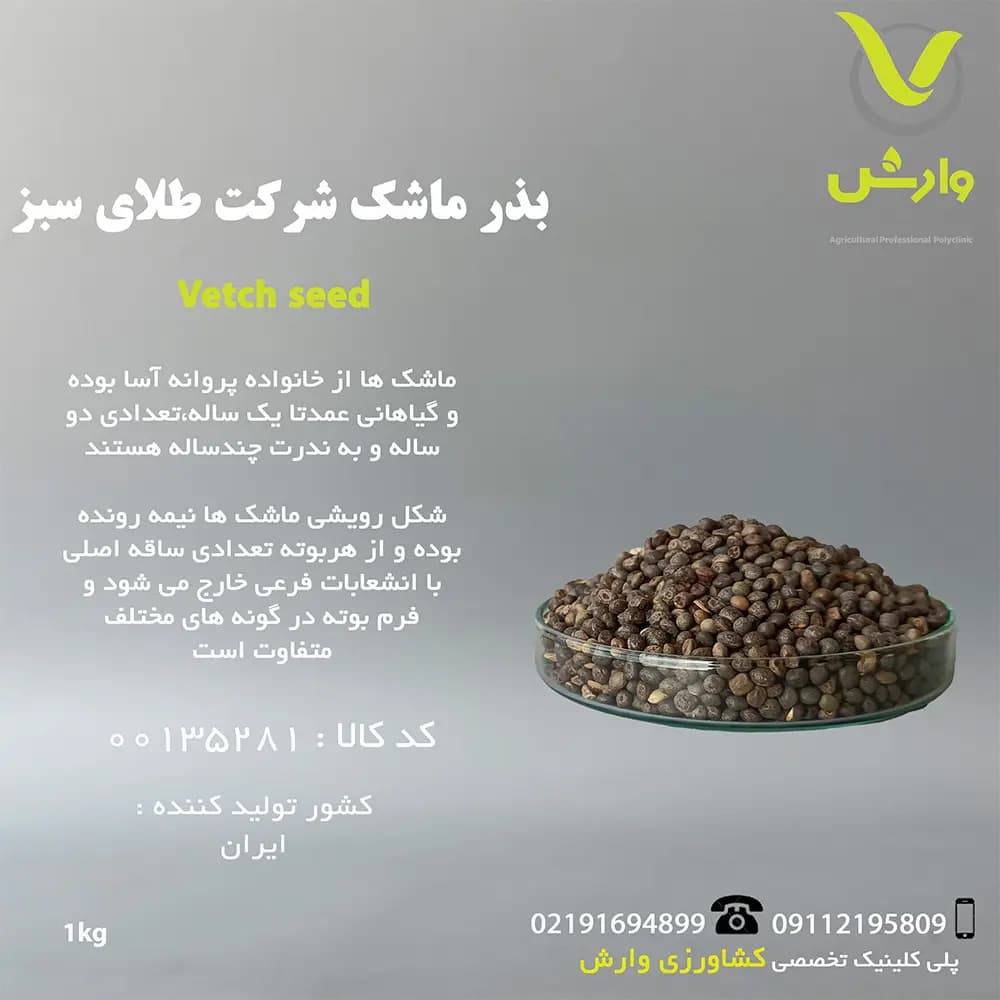 بذر ماشک شرکت طلای سبز