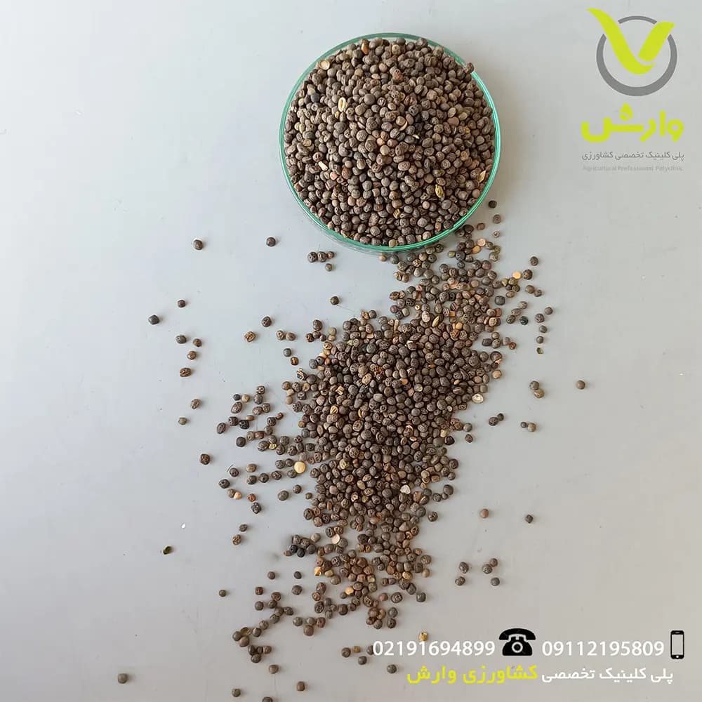 بذر ماشک شرکت طلای سبز — تصویر ۲
