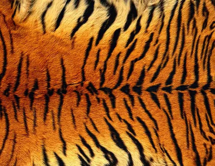 پوستر دیواری طرح چرم پس زمینه پوست ببر