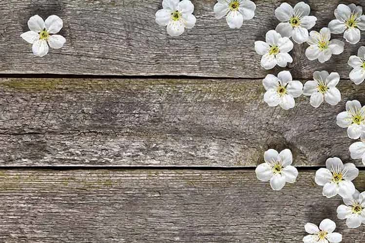 پوستر دیواری طرح چوب و گل یاس