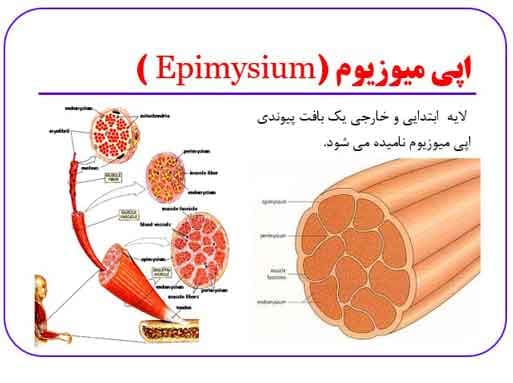 پاورپوینت درباره انواع عضله در بدن انسان — تصویر ۳