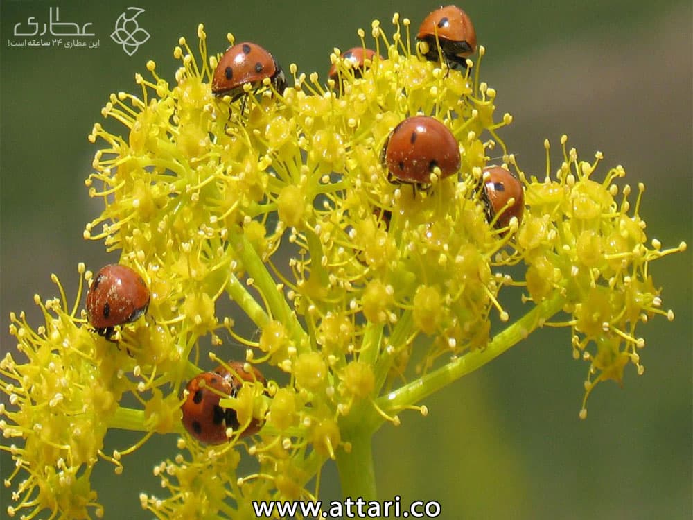 گیاه دارویی اشق ، اوشق یا وشا