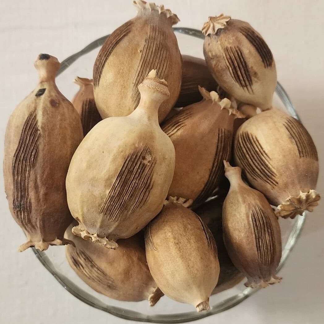 گیاه دارویی غوزه (گرز کوکنار) خشخاش100گرمی