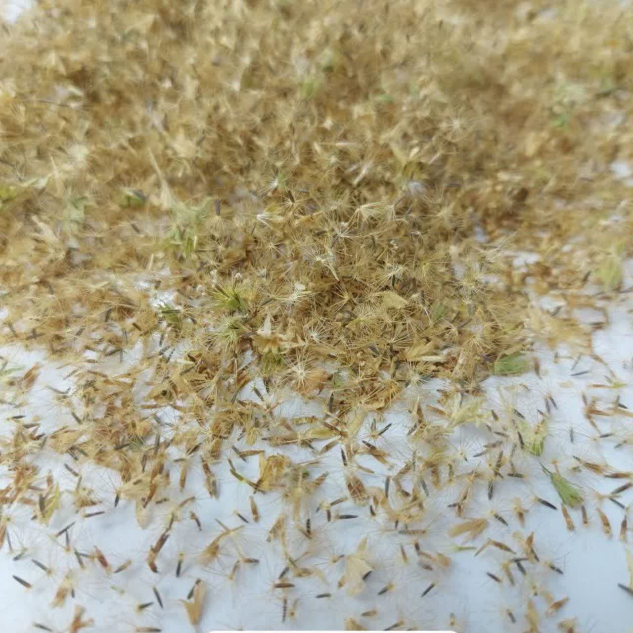 بذر استویا عمده
