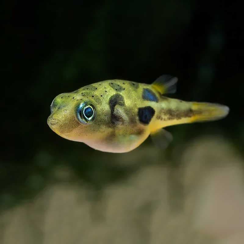 ماهی پافر لوبیایی Pea Puffer Fish
