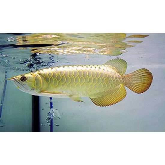 ماهی آروانا آسیایی گلدن های بک Arowana Golden High Back — تصویر ۲