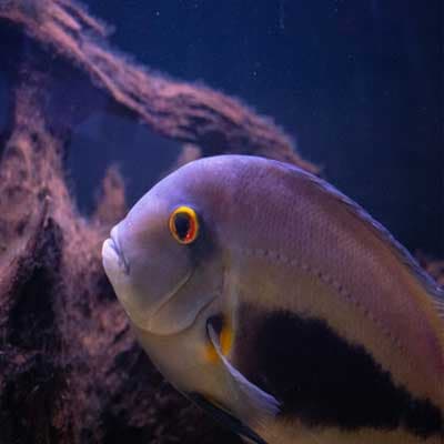 ماهی سیکلید اورا UARU CICHLID