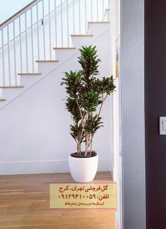 فروش دراسنا کامپکت برای تزئین پنجره‌های خانه