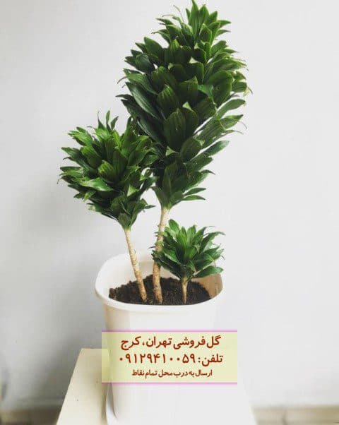 فروش دراسنا کامپکت برای طراحی دکوراسیون داخلی محیط‌های کاری
