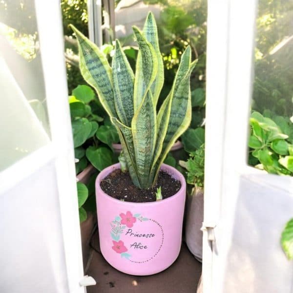 گل برای گودبای پارتی — تصویر ۲