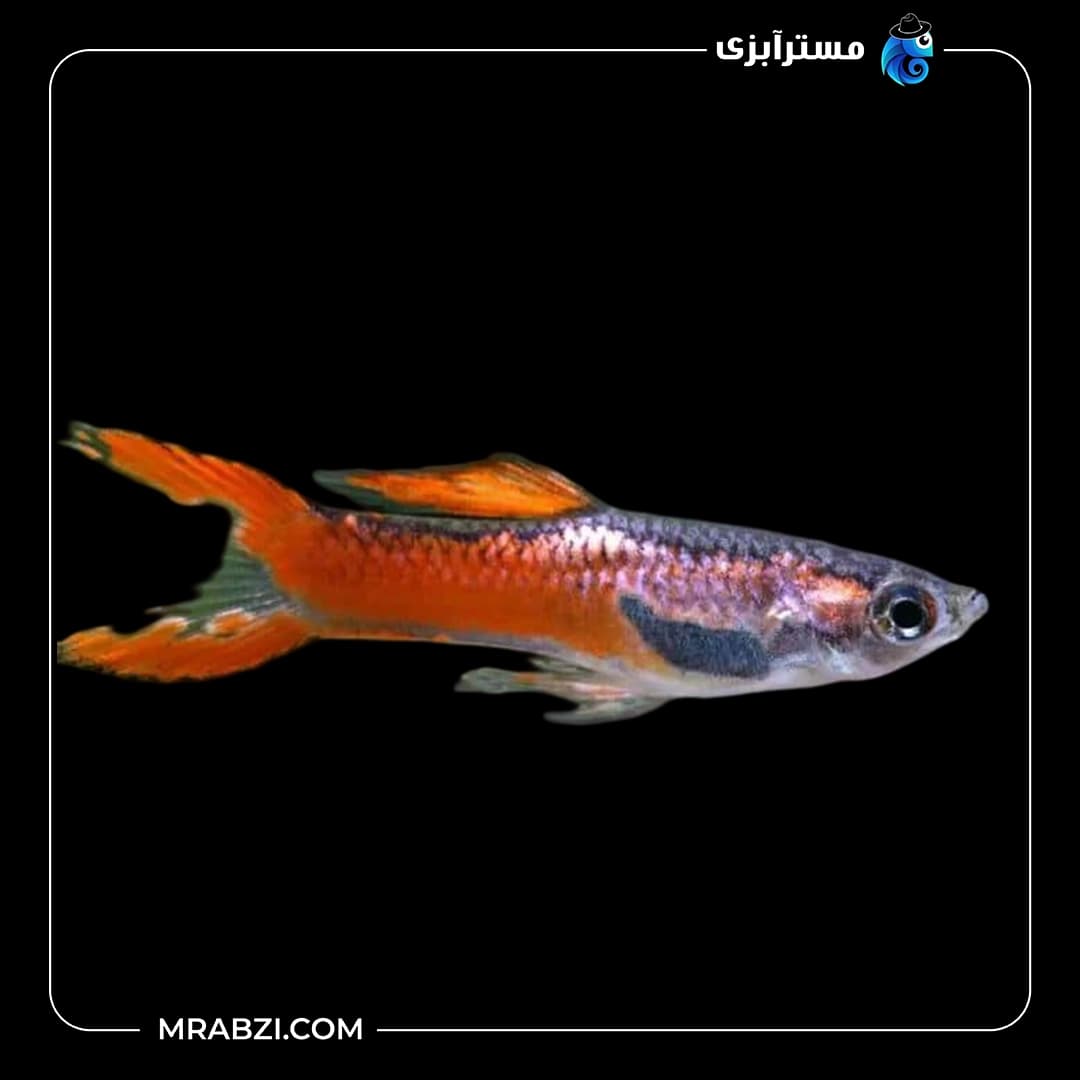 ماهی گوپی اندلر قرمز